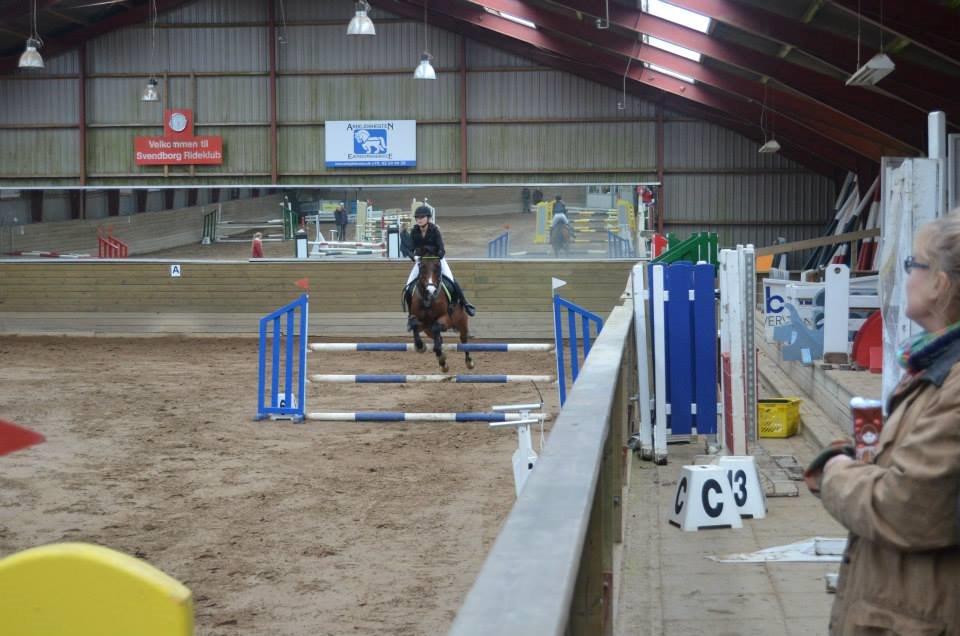 Anden særlig race Frej <3 *stjernen* - Hopla <3 <3 billede 7