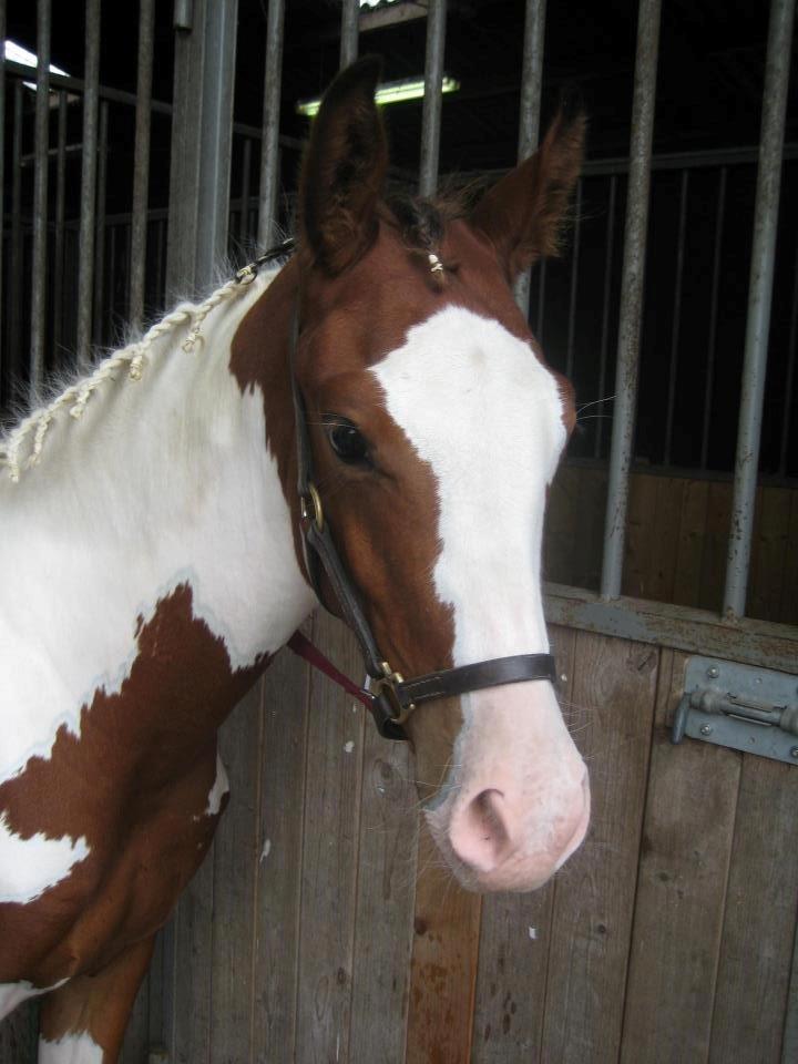 Pinto Araber Safhia billede 2