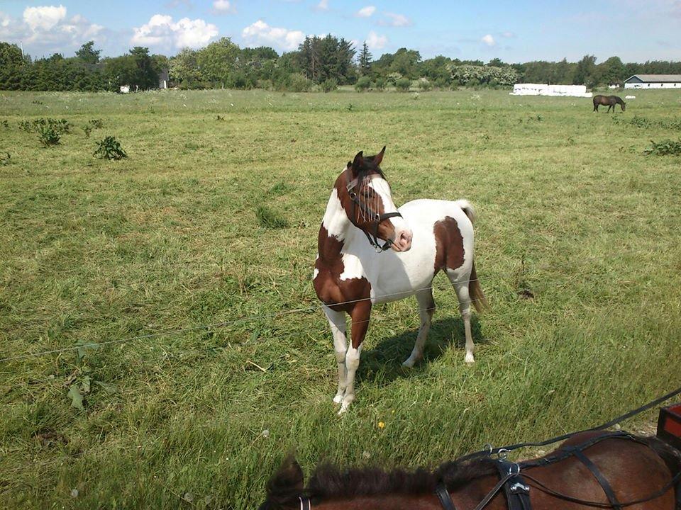 Pinto Araber Safhia billede 14