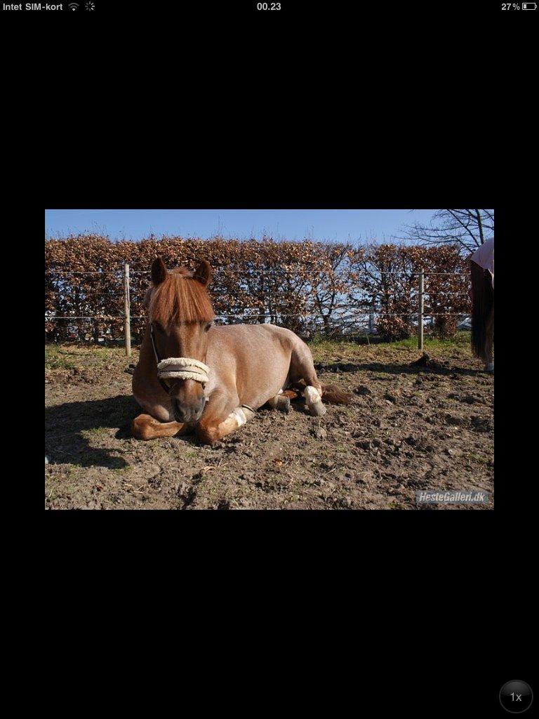 DSP BJERGETS FOX - Charmetrolden skal da også have lov at slappe af..<3 billede 9