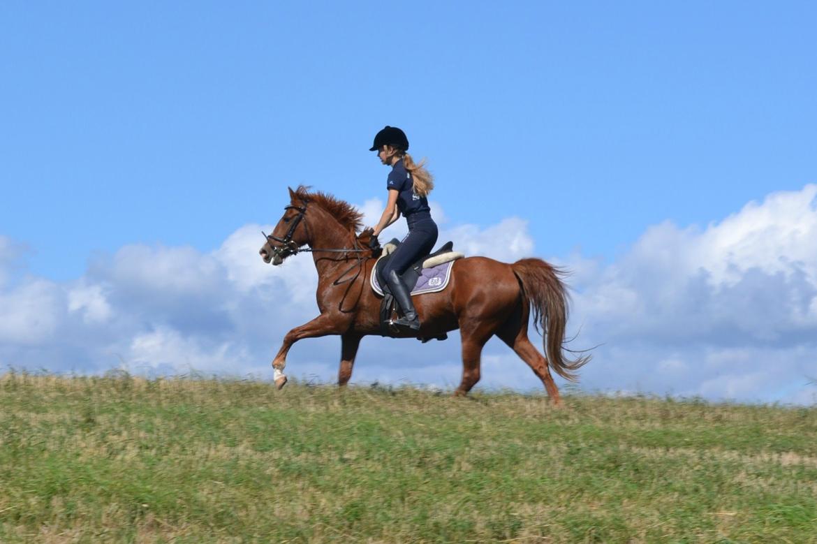 Hollandsk Sportspony Mon Cheval - blå Himmel, grønt græs og en smuk pony! billede 15