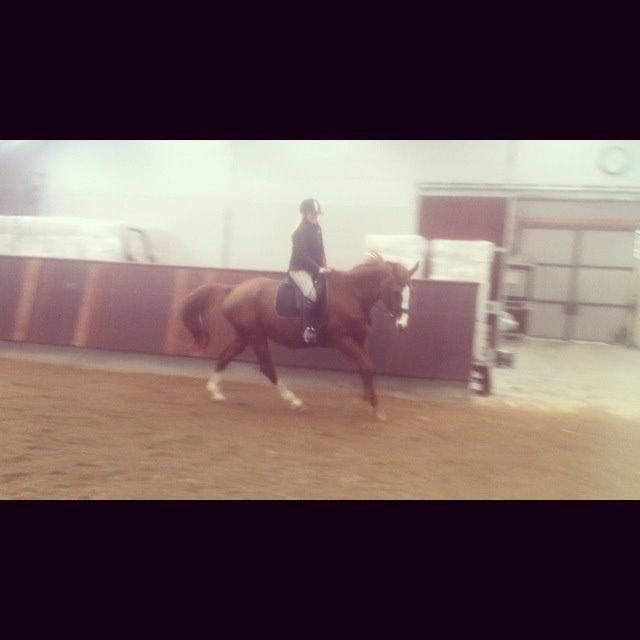 Hannoveraner Malou billede 7