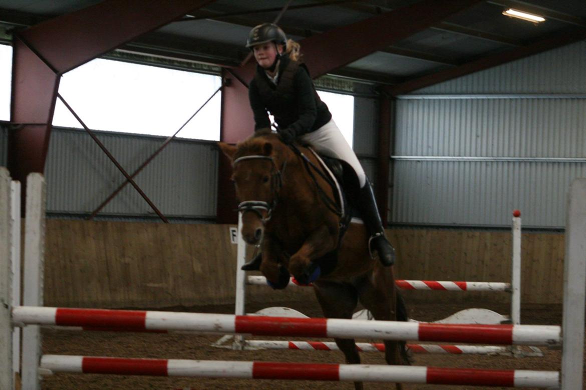 New Forest Flying Red Chili billede 7