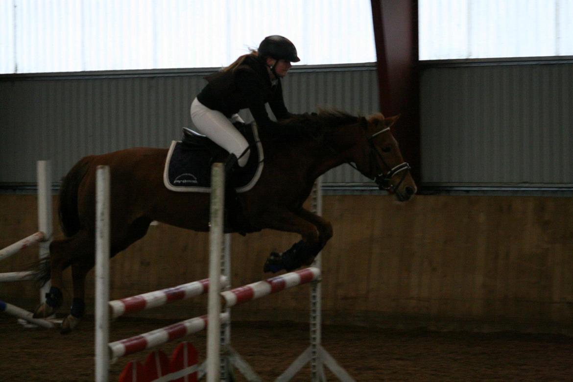 New Forest Flying Red Chili billede 1