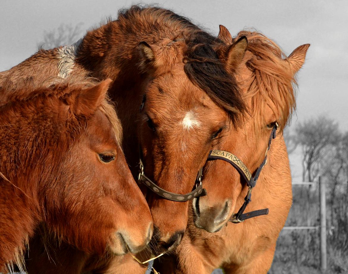 Anden særlig race Cody . - Cody hilser på Rufus og Tino . billede 6