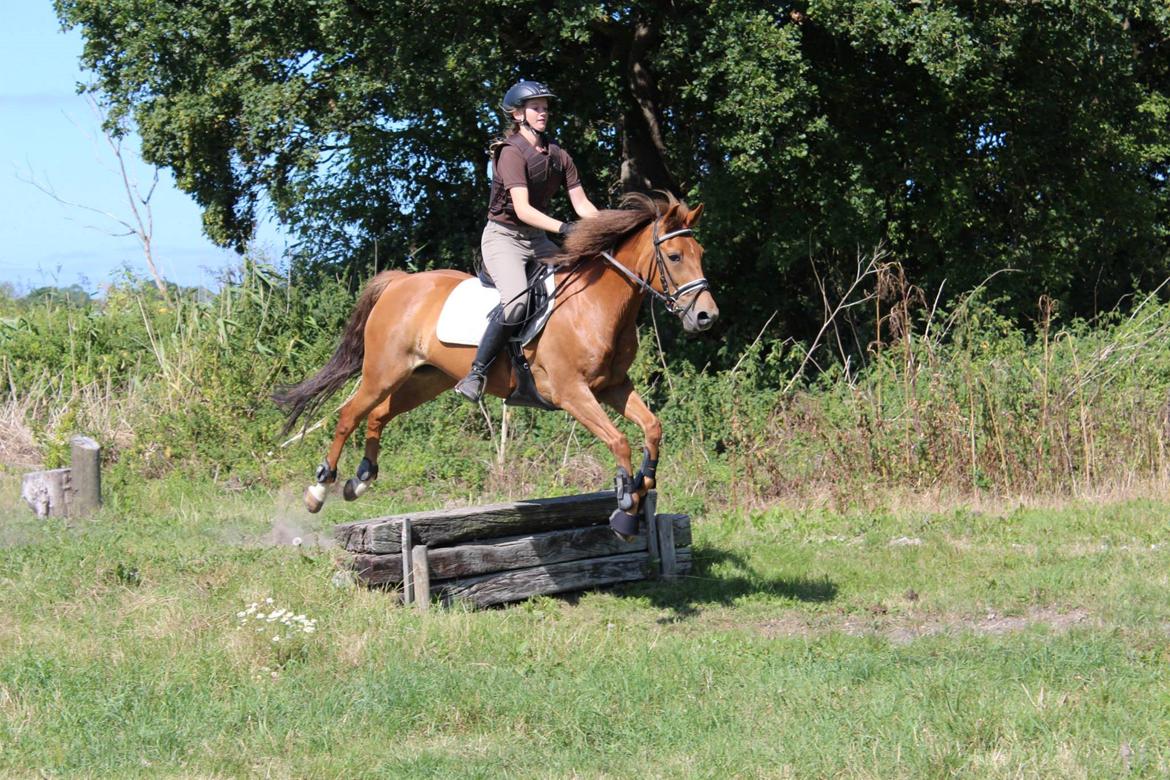 New Forest Flying Red Chili - Første gang vi var i terrænet:-) billede 2