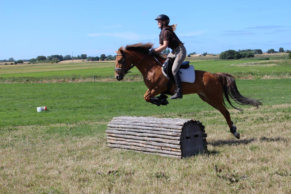 New Forest Flying Red Chili - Første gang vi var i terrænet:-) billede 13