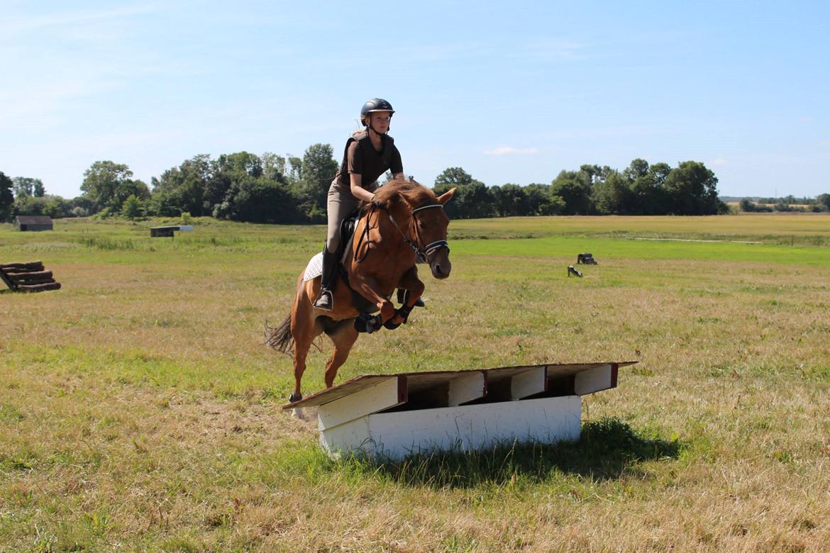 New Forest Flying Red Chili - Første gang vi var i terrænet:-) billede 3