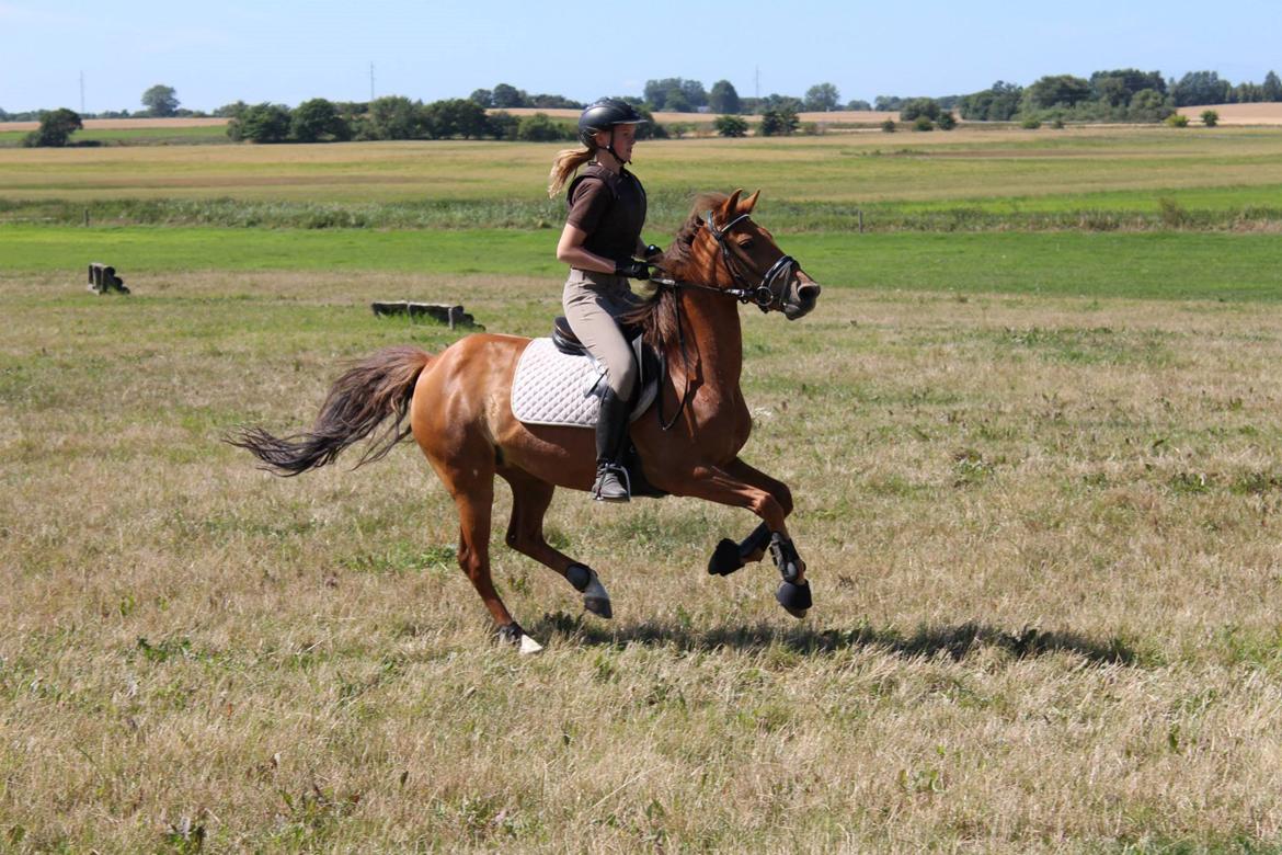 New Forest Flying Red Chili - Første gang vi var i terrænet:-) billede 4