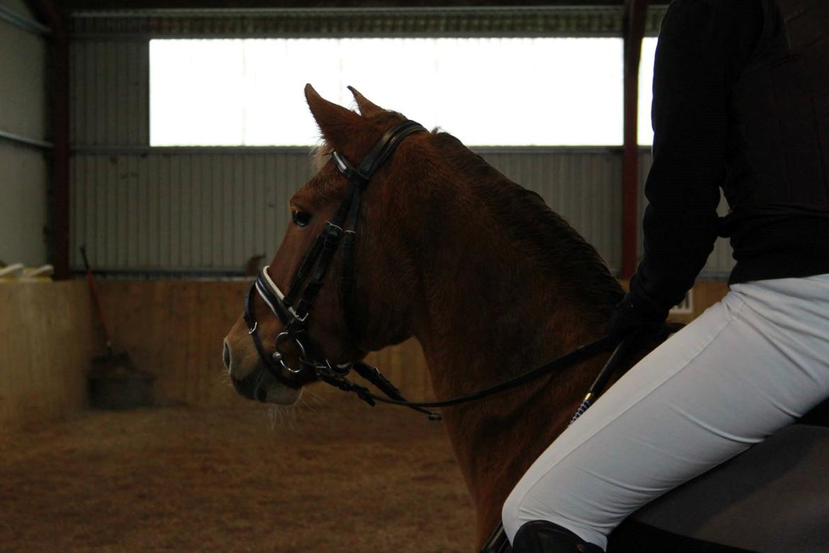 New Forest Flying Red Chili billede 5