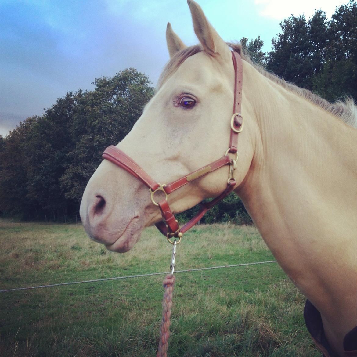 Anglo Araber (AA) Sioux billede 21