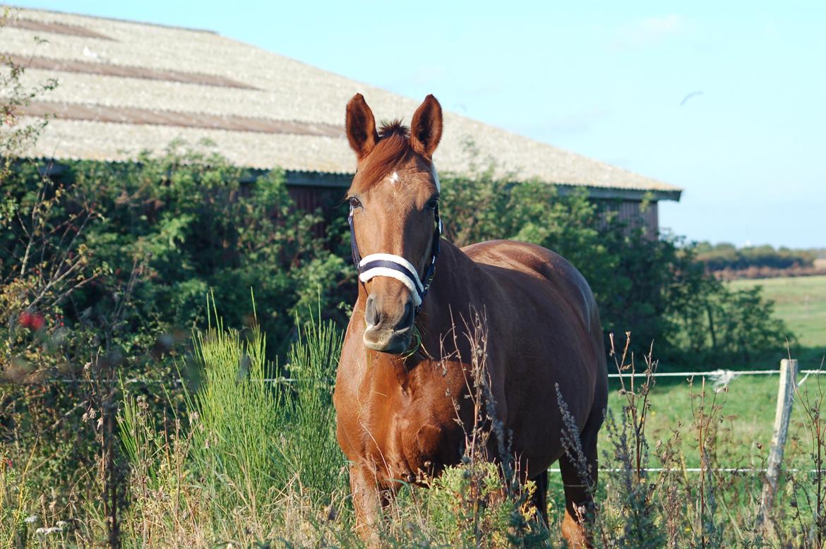 Anden særlig race Charming Sahlina billede 8