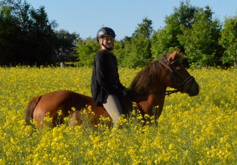 New Forest Flying Red Chili billede 19