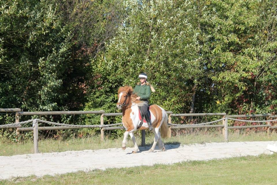Islænder Lysa fra Søgården billede 8