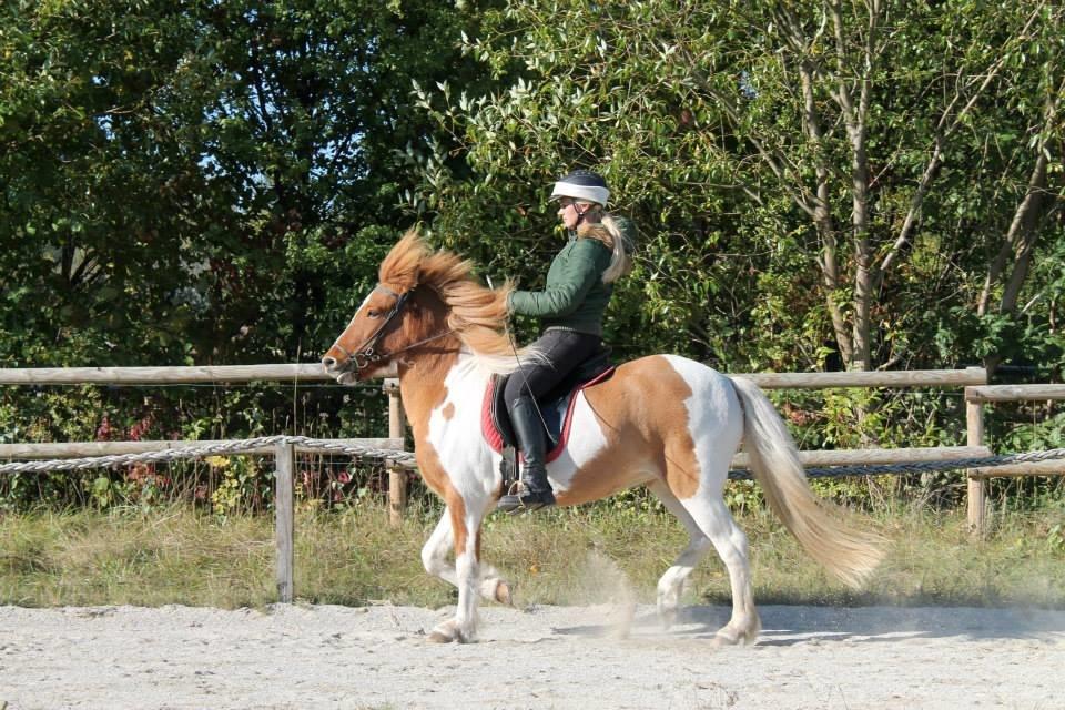 Islænder Lysa fra Søgården billede 13