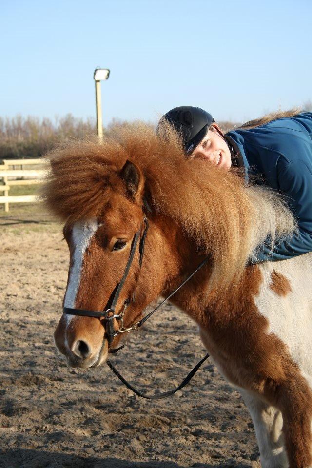 Islænder Lysa fra Søgården billede 14