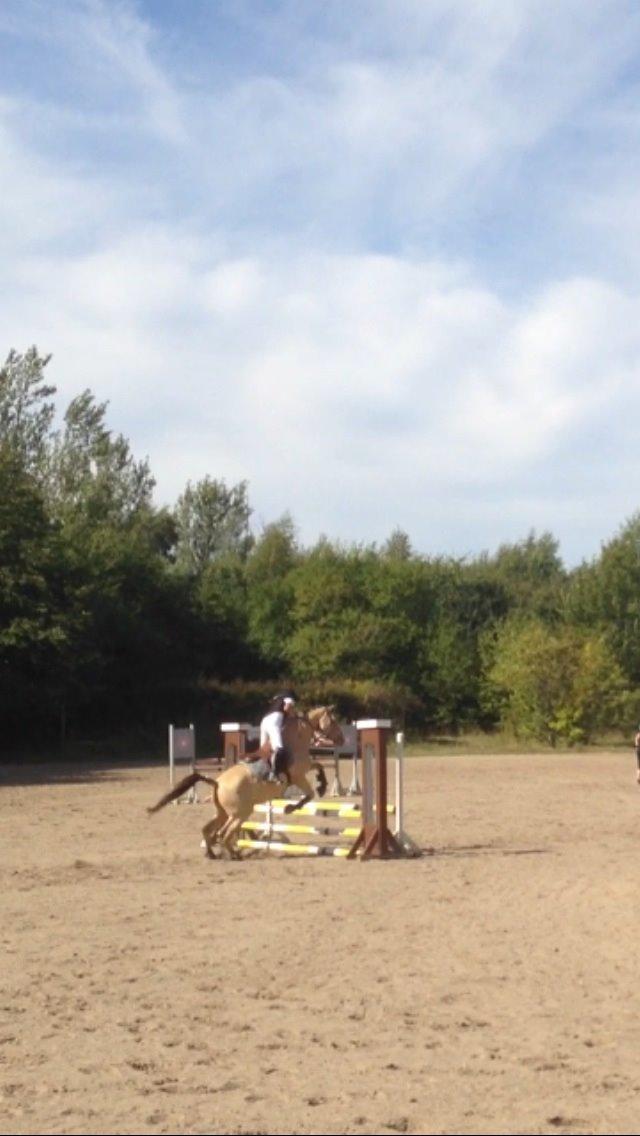 Anglo Araber (AA) Sioux billede 26