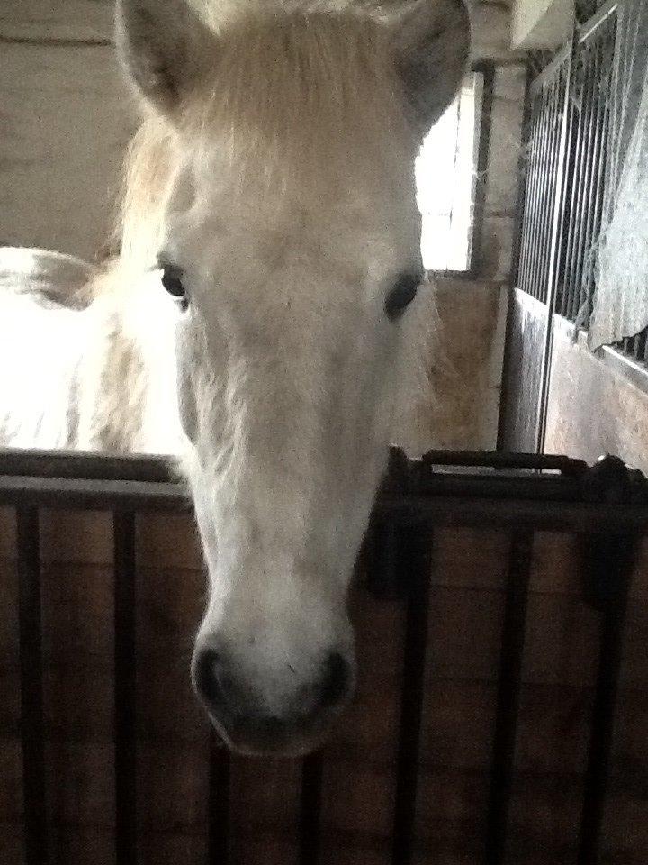 Islænder Ofieg billede 9