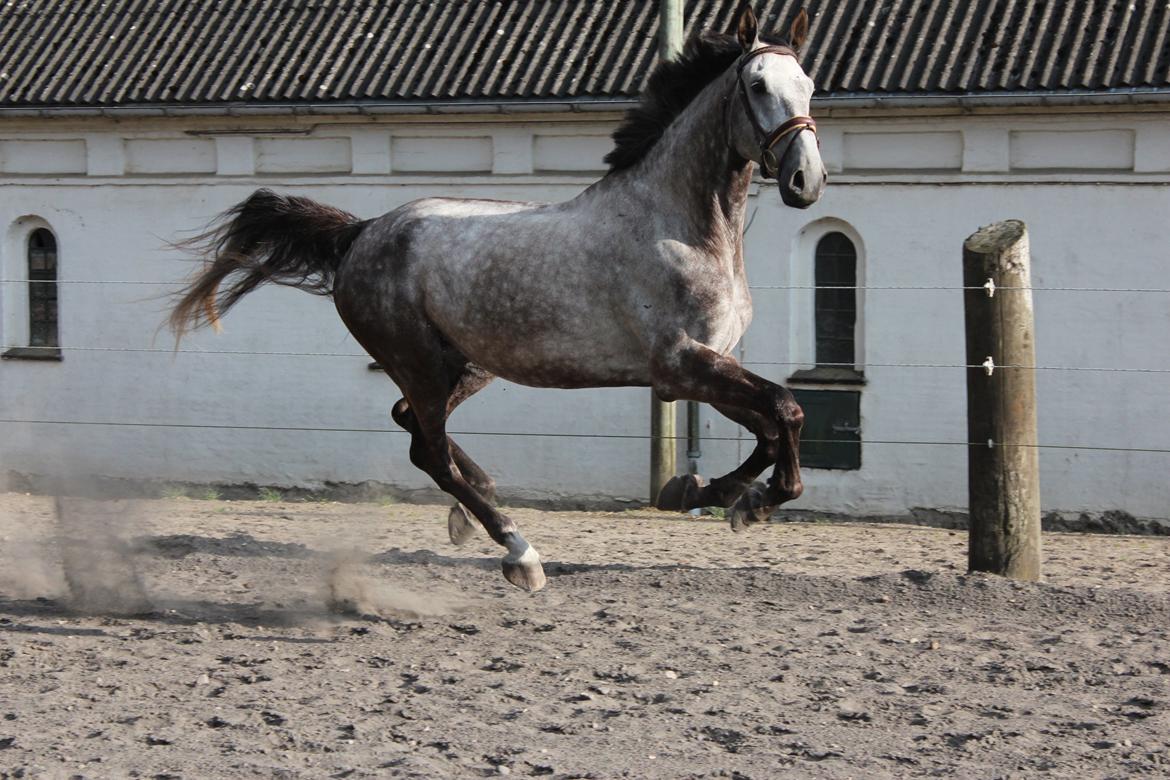 Holstener Casinado - "Jeg kan flyve!" billede 22