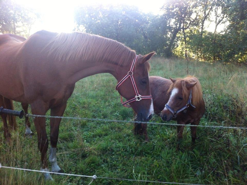 Anden særlig race Sascha billede 2