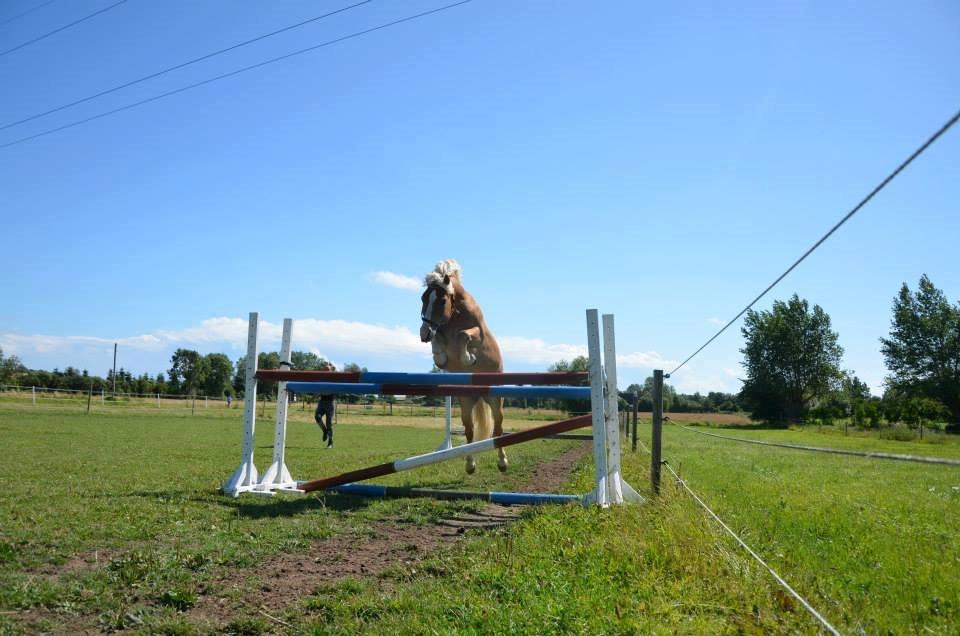 Haflinger Nasti-D HAH 25 AVLSHINGST billede 4