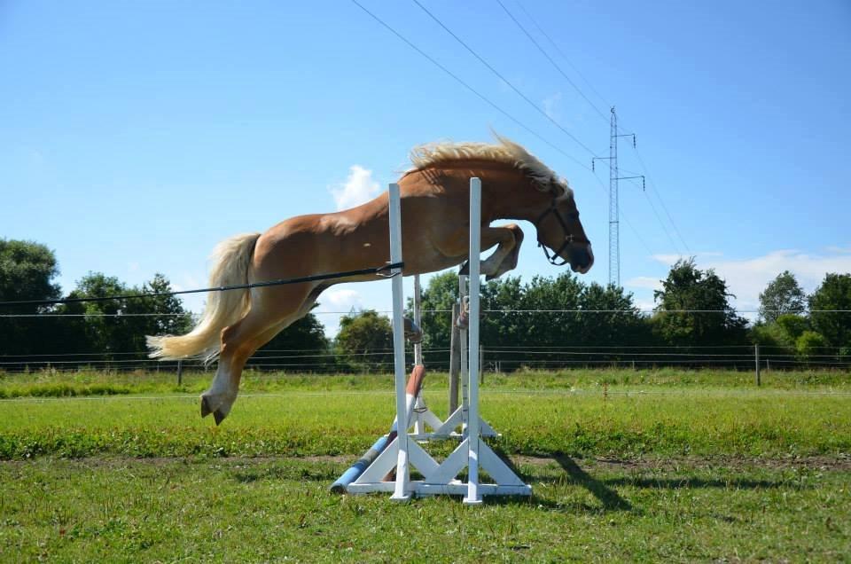 Haflinger Nasti-D HAH 25 AVLSHINGST billede 7