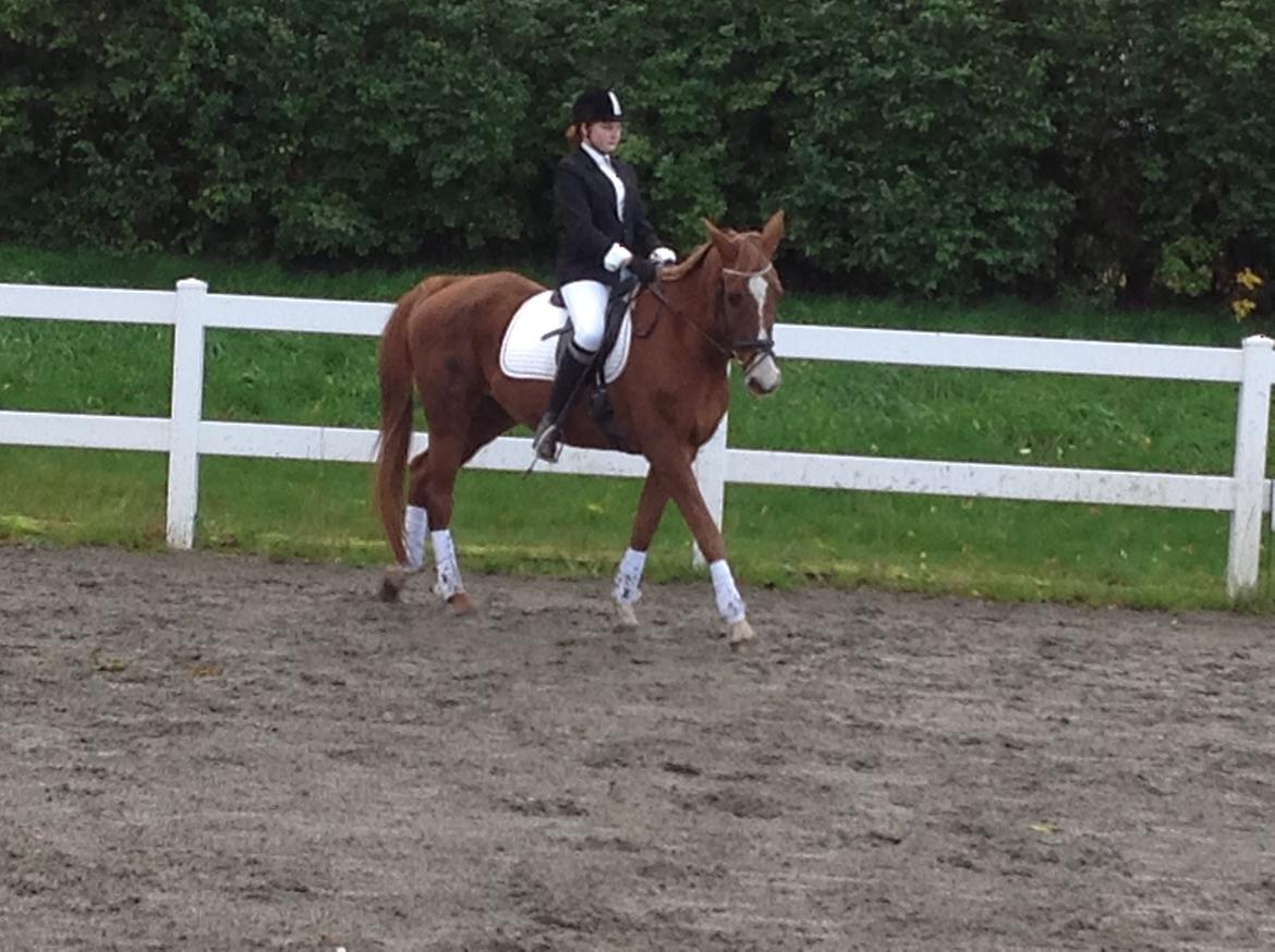 Anden særlig race Sascha - November 2013 billede 5