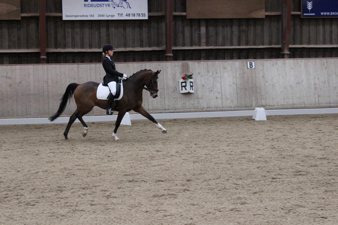 DSP Toftegårdens Alcazar B-pony billede 3