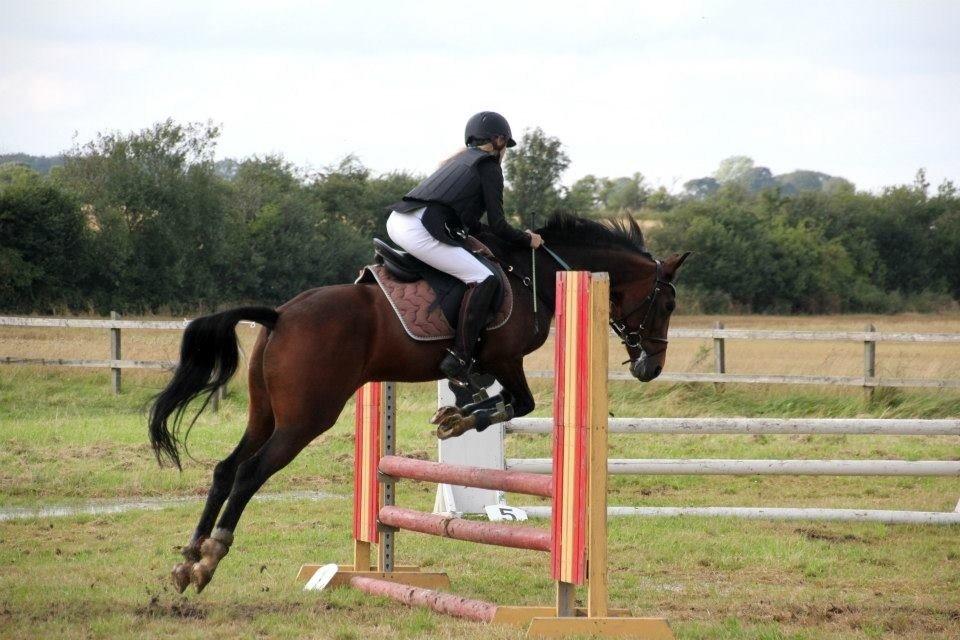 New Forest nicky billede 16