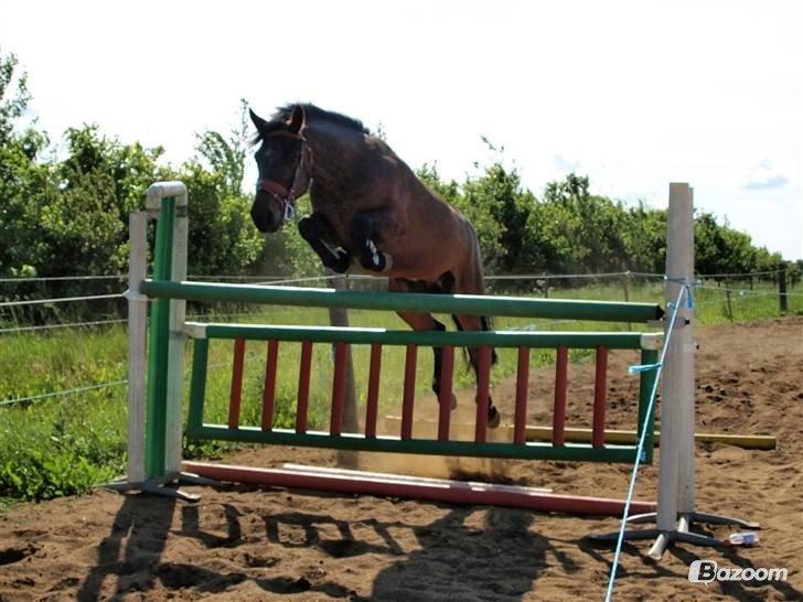 Connemara Pegasus - Hot and Sweet - 1.50 cm i trav.  billede 2