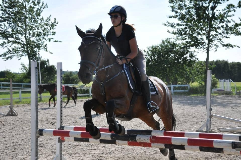 Connemara Pegasus - Hot and Sweet - My passion, my baby, my everything. <3 billede 4