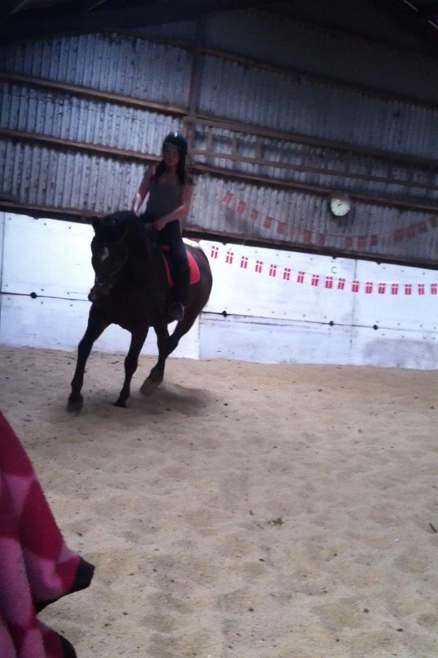 Dansk Varmblod Mailou billede 16