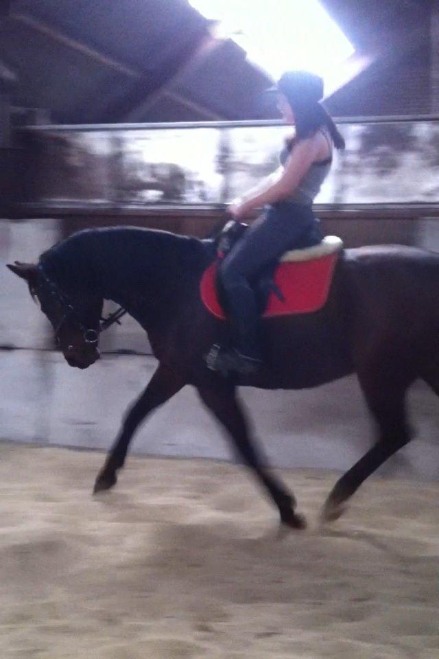 Dansk Varmblod Mailou billede 17