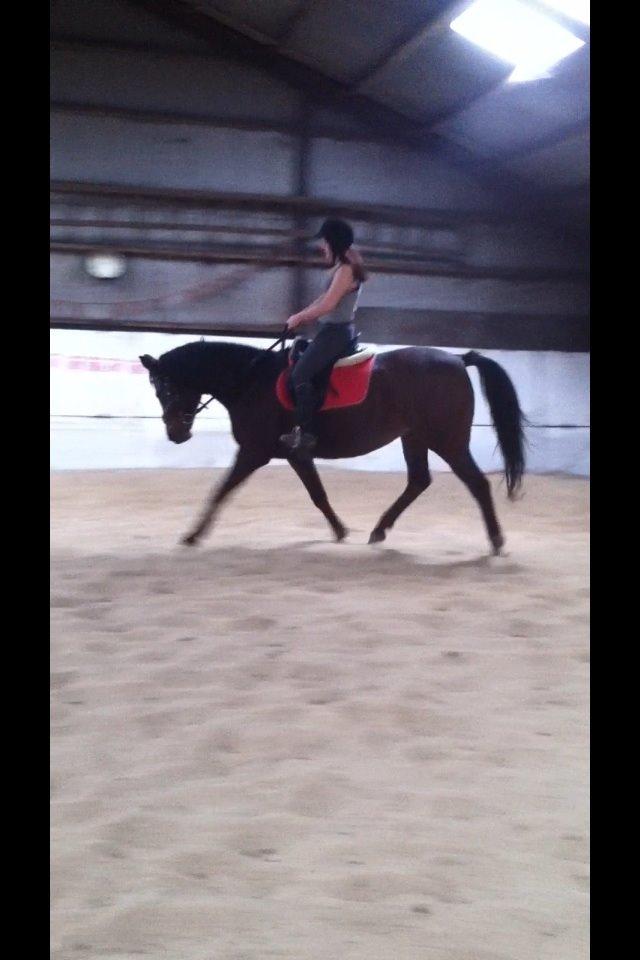 Dansk Varmblod Mailou billede 18