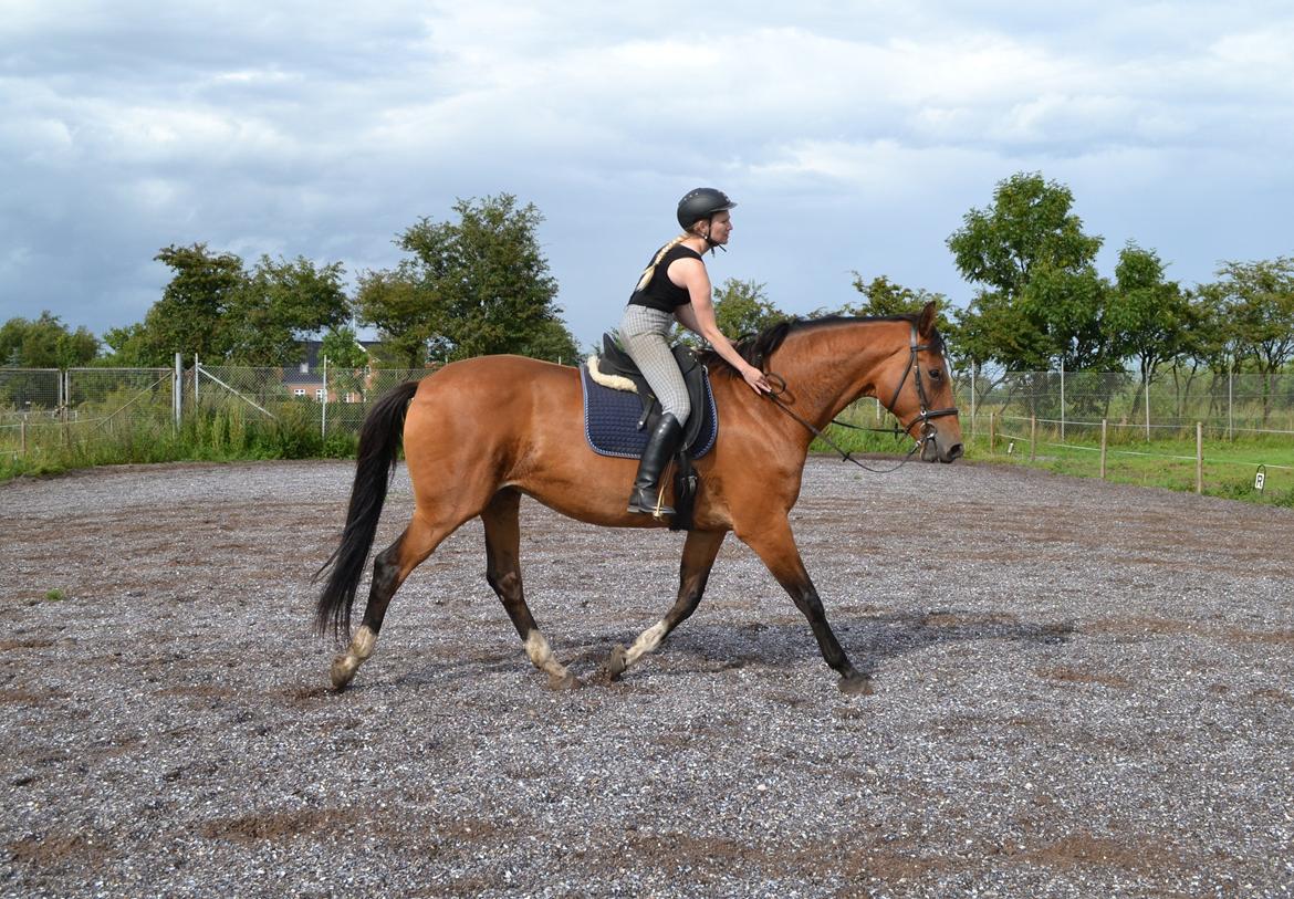 Dansk Varmblod Kongejordens Cardiff billede 4