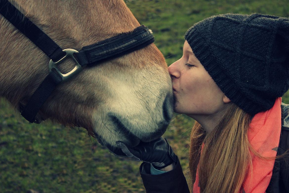 Fjordhest Skovsgaards Trond <3 - Møs:-* billede 3