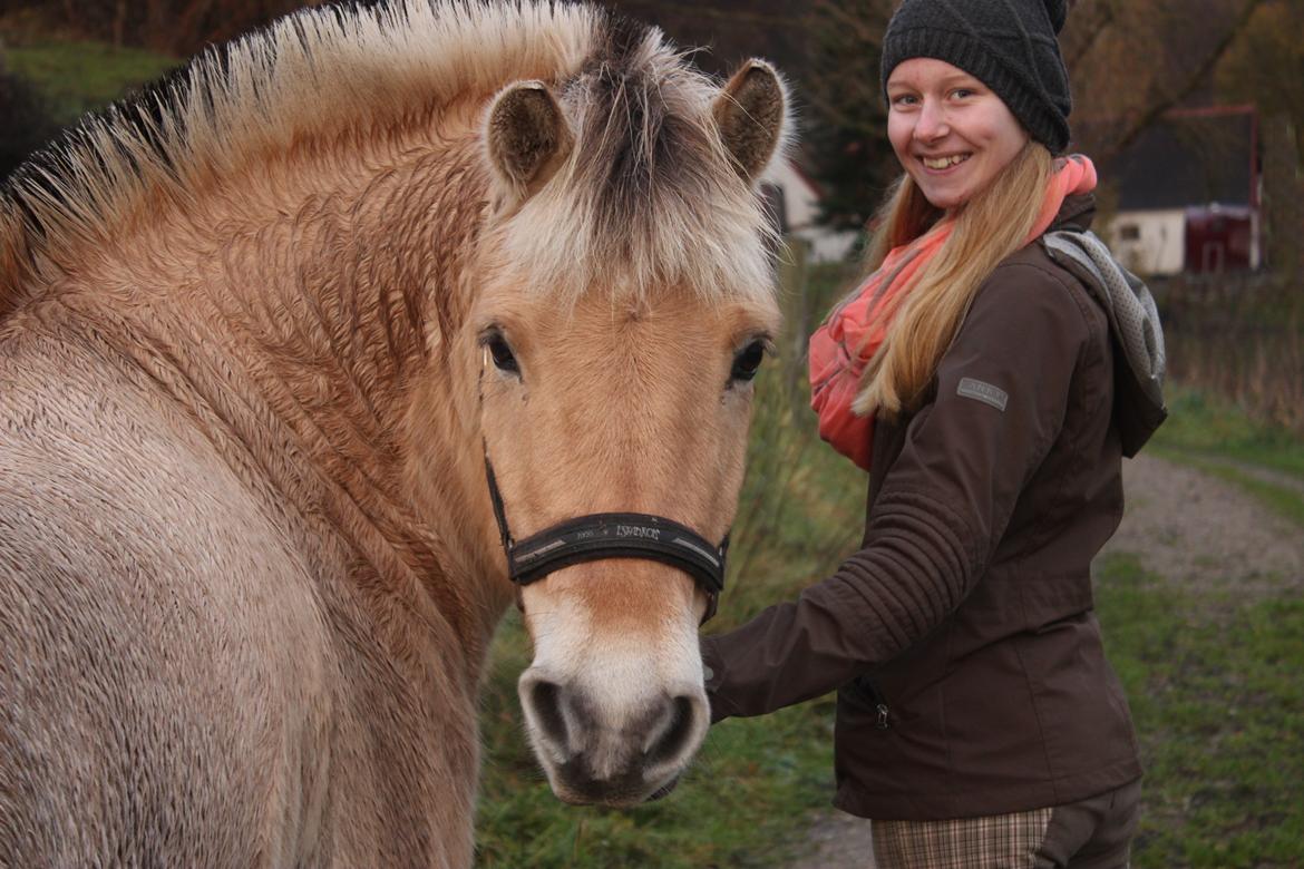 Fjordhest Skovsgaards Trond <3 - Trond<3 billede 1