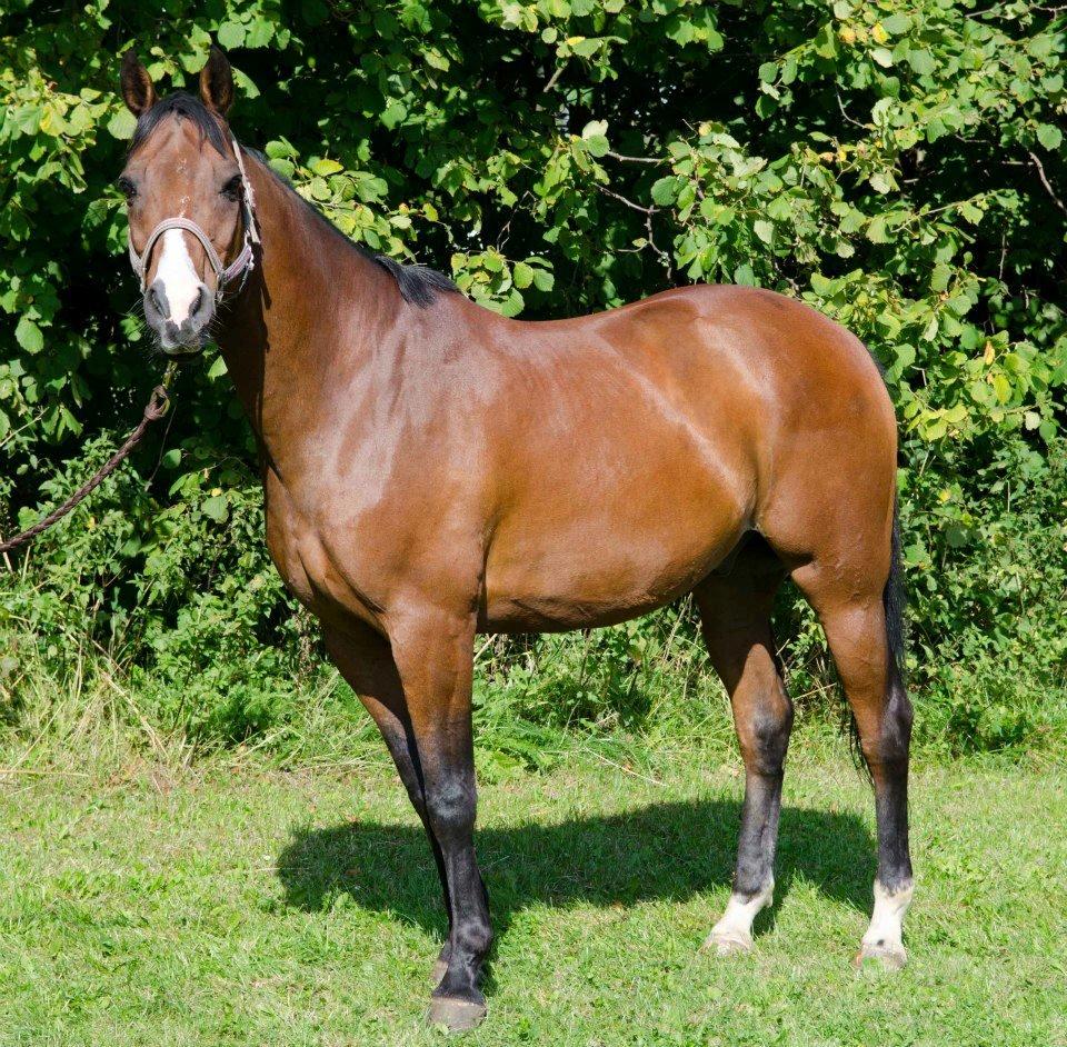 Anden særlig race Frej <3 *stjernen* - velkommen til Frej´s profil 
- solskins billede <33 billede 2