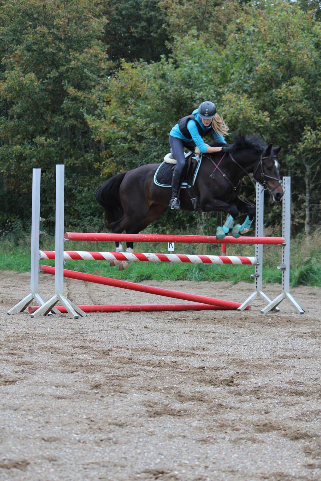 Hollandsk Varmblod Ukki Louwra B-pony billede 6