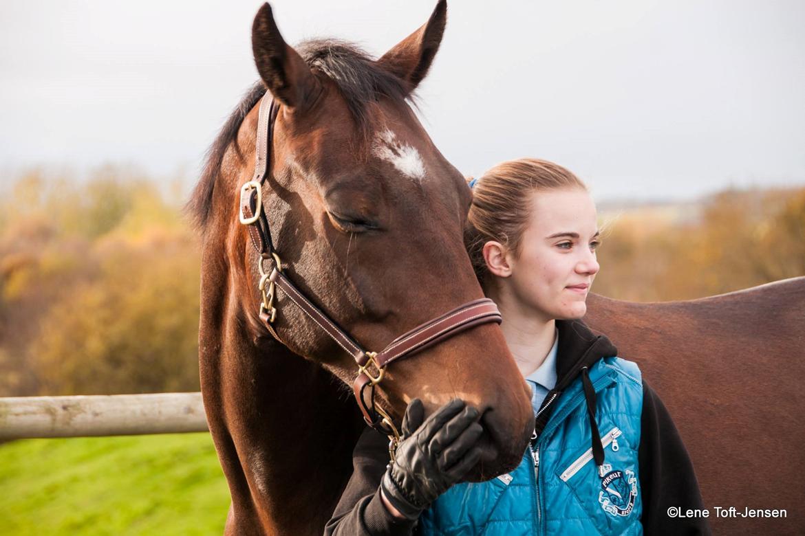 Dansk Varmblod Swing - Velkommen til Swings profil  billede 1
