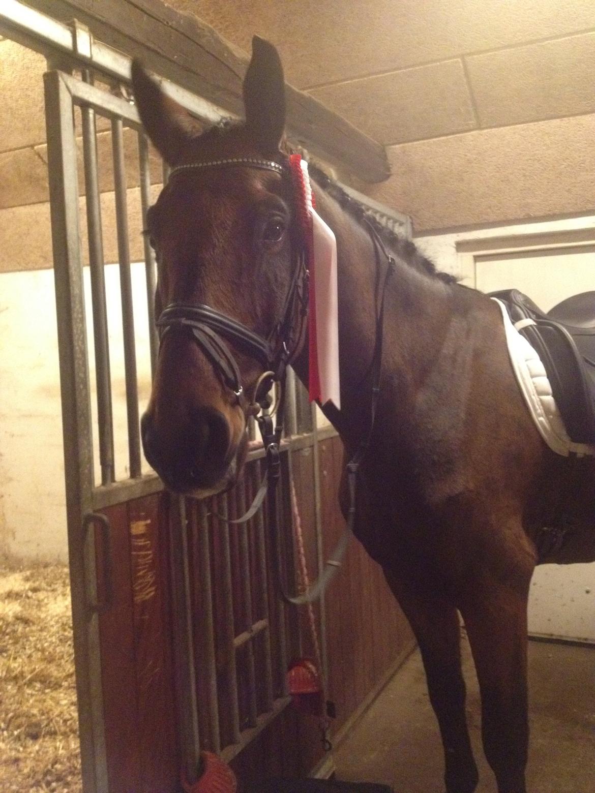 Dansk Varmblod Corona - Corona i stalden efter at ha vundet vores kun anden LA3 sammen til 65 % :-) billede 2