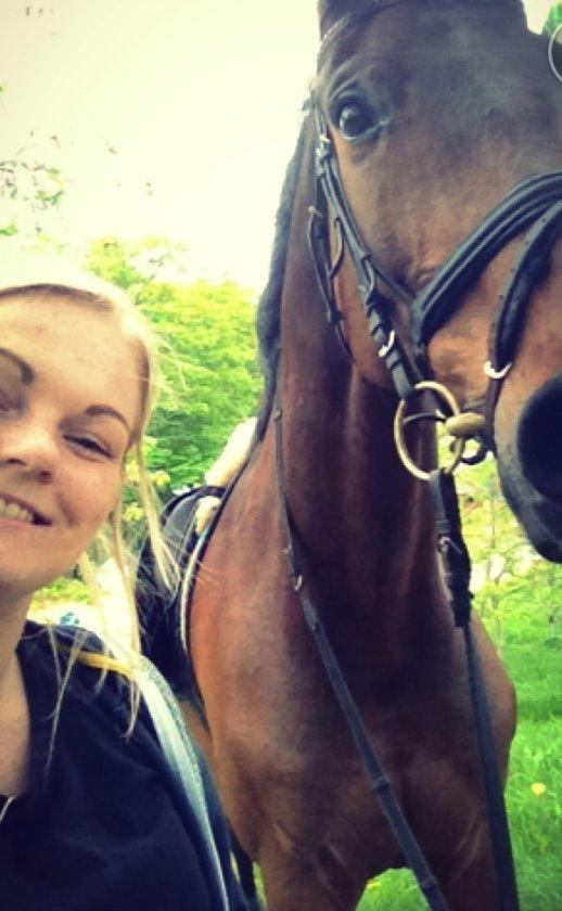 Dansk Varmblod Corona - <3 billede 3