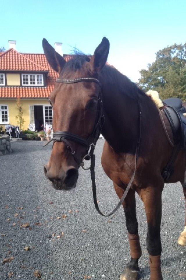 Dansk Varmblod Corona - Min smukke dreng hjemme ved Svend :-) billede 1