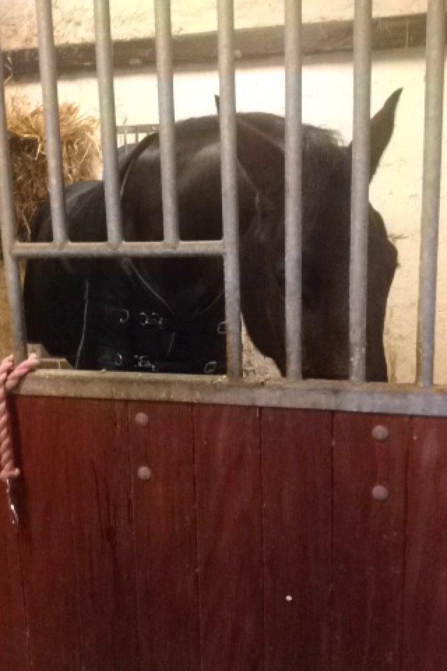 Dansk Varmblod Corona billede 4