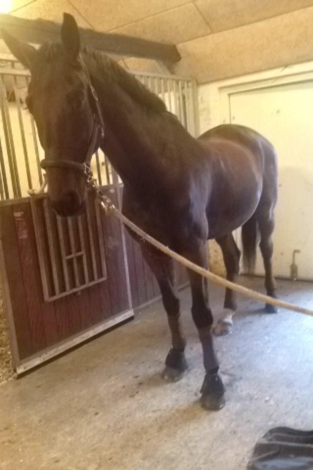 Dansk Varmblod Corona - Basse i stalden. billede 5