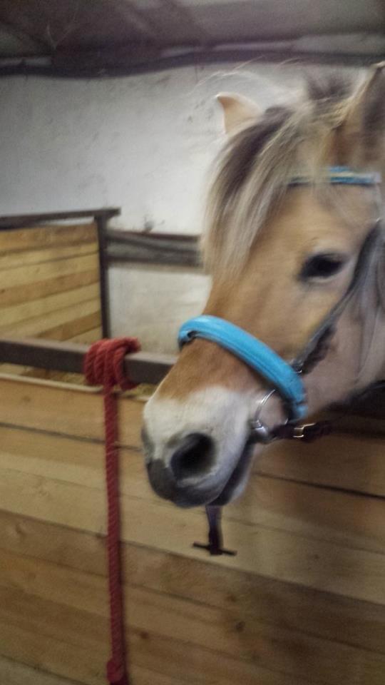 Fjordhest .william billede 21