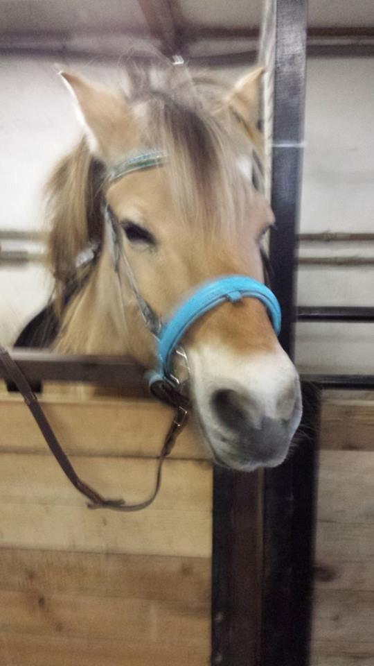 Fjordhest .william billede 22