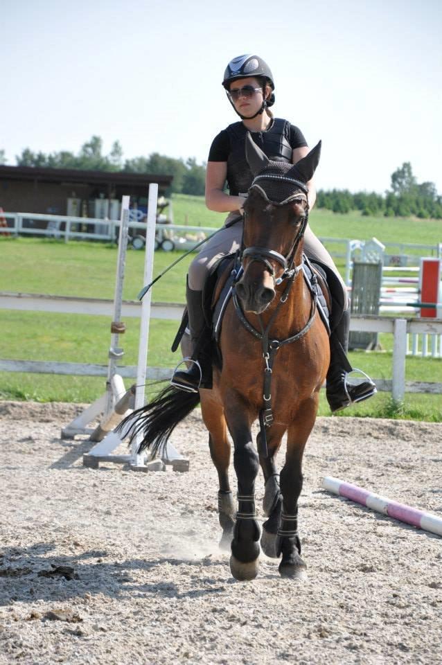 Connemara Pegasus - Hot and Sweet billede 5