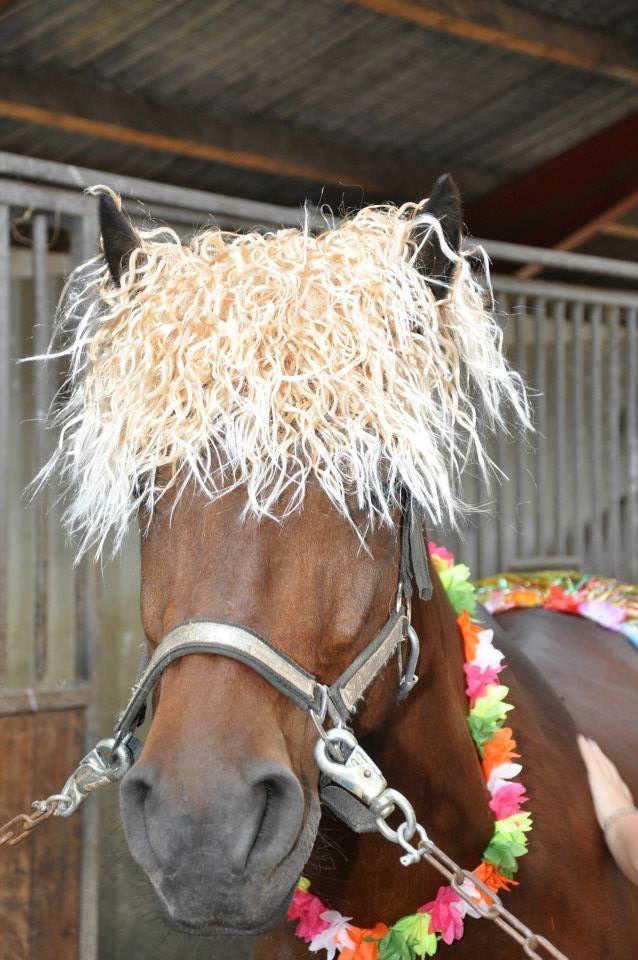 Connemara Pegasus - Hot and Sweet - ved ik'... billede 6