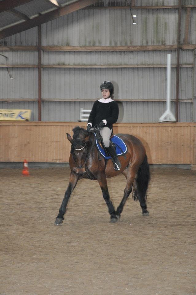 Connemara Pegasus - Hot and Sweet billede 7